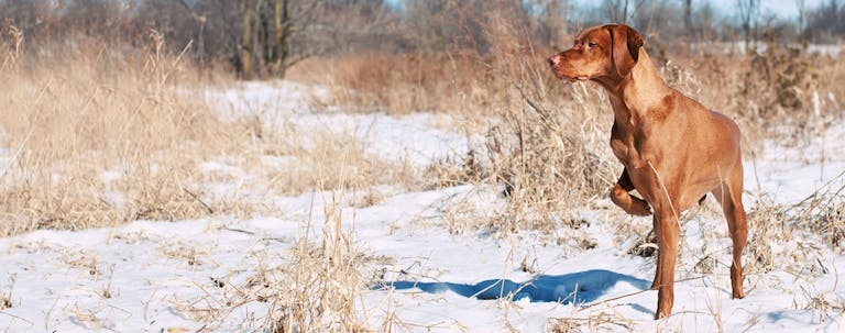 How to Train a Vizsla to Point How to Train a Vizsla to Point